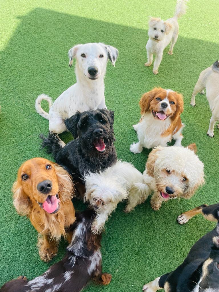 My Buddy Pet Care Best pet care in Dubai